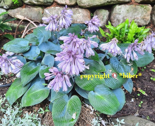 Hosta halcyon blaue - hosta, funkie