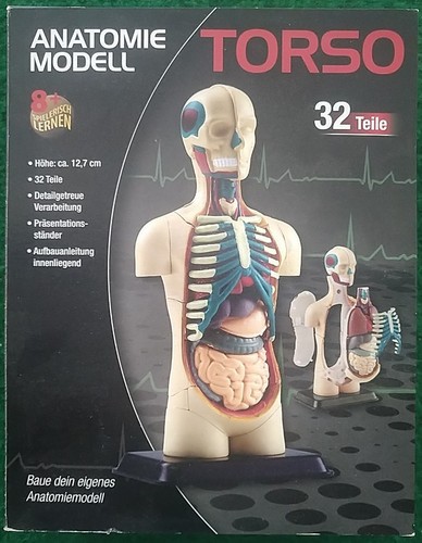 Körpermodell torso anatomie - torso,