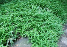 3 x Pleioblastus pumilus