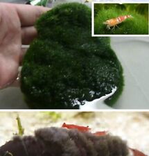 Algenmatte Fischfutter Steine Untergrund Wasserpflanzen für das Aquarium Deko