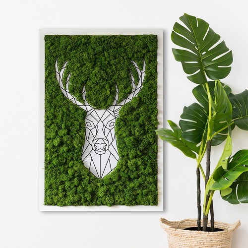 Bild mit natürlichem moos - bild, moos-