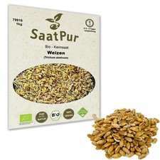 1kg BIO Keimsaat für Sprossen Weizen Samen Keimsprossen Microgreens Katzengras