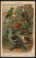 Lithographie anno 1896 - Tauben Columbidae Rassetauben Fruchttaube Taubenvögel