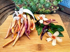 Maya Purple Passion -