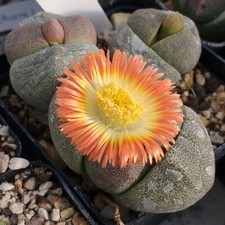Pleiospilos nelii, Pleiospilos