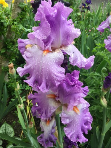 Schwertlilie iris bartiris - iris,,