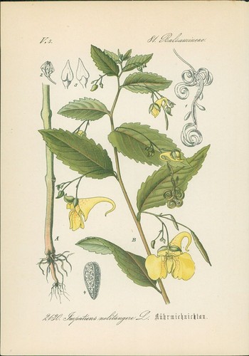 Chromolithographie - ,