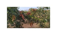 10x Tara spinosa Baum Caesalpinia spinosa Garten Pflanzen - Samen ID1601