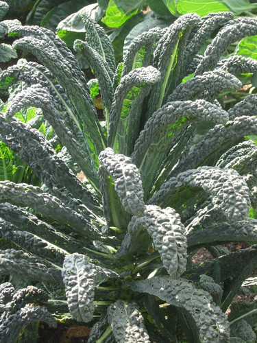 Palmkohl nero toscana - nero, di