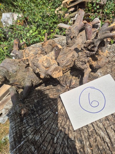 Skulptur wurzel stamm holz - wurzel,