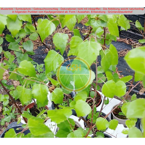 Sandbirke - (betula, pendula)