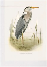 Mitteleuropäische Vögel