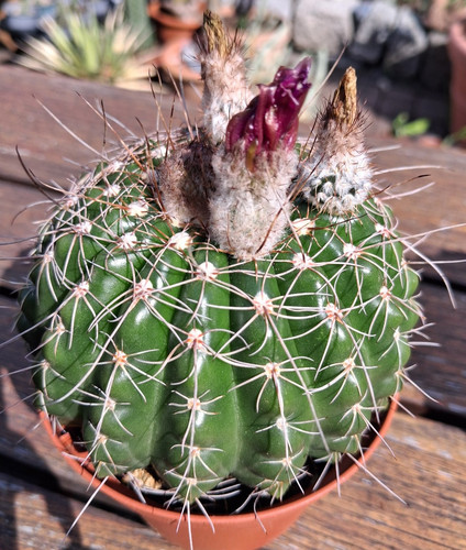 Kakteen,Notocactus