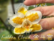 Phalaenopsis (Sogo Kitty X