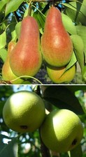Duo-Birnenbaum Zwei Sorten-ein