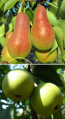Duo birnenbaum zwei sorten ein - duo-birnenbaum, sorten-ein