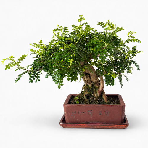 Bonsai zanthoxylum piperitum - bonsai,