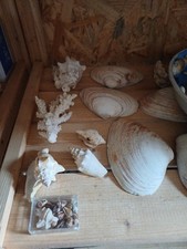 Muscheln Konvolut Deko