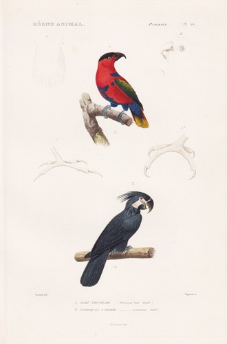Papagei lori tricolor - papagei, bird