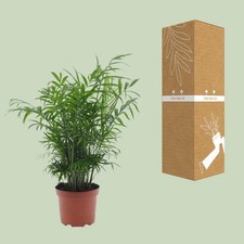 Chamaedorea elegans Bergpalme