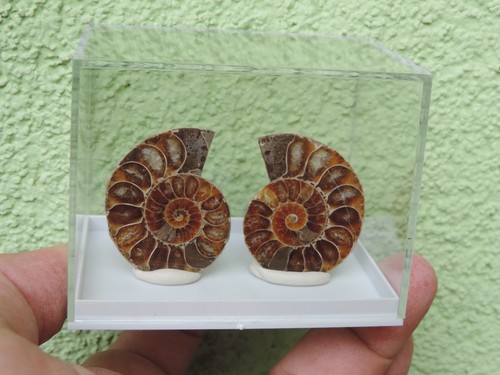 Ammonitenpaar aus madagaskar - madagaskar,