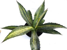 Agave americana STRIATA VARIEGATED - Bunte Jahrhundertpflanze | Weißrand-Agave