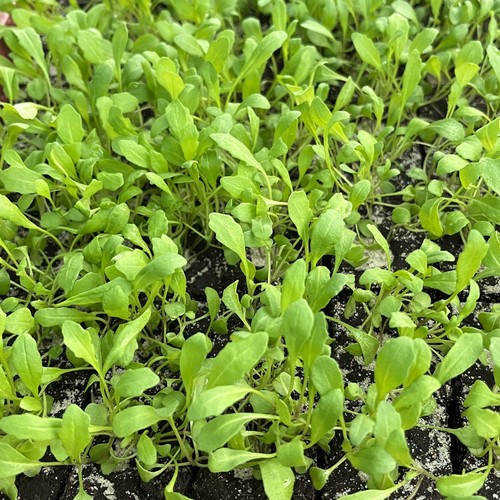 Rucola gemüse jungpflanzen - gemüse,