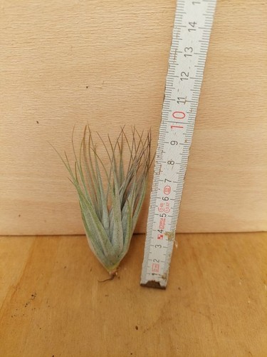 Tillandsia piniformis
