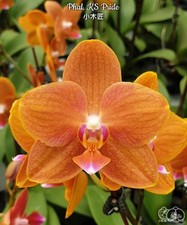 Phalaenopsis pride - phalaenopsis,