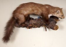 Schöner Steinmarder Beech marten Taxidermy
