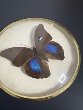 Echte Präparierte Schmetterlinge in Bilderrahmen