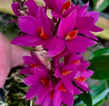 Dendrobium hybride japan - hybride,