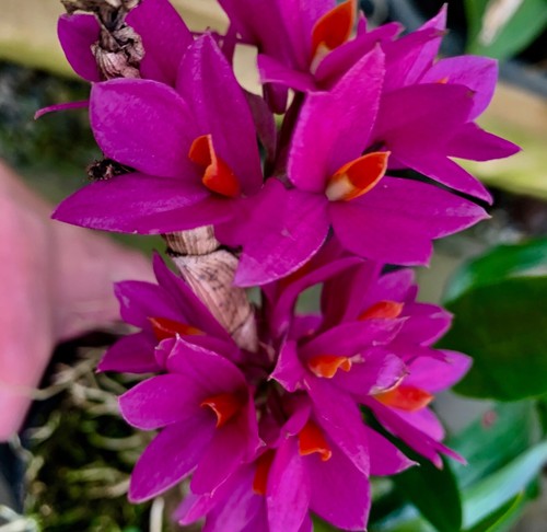 Dendrobium hybride japan - dendrobium,