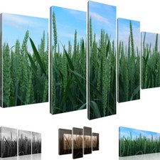 Bilder Weizen Wiese Natur Wandbild