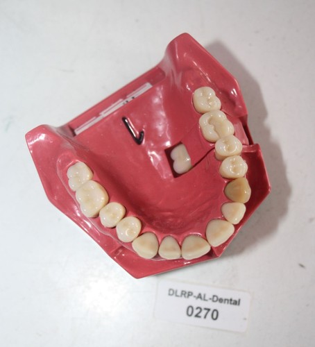 Dent schaumodell 1 - go,