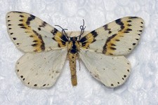 🦋 Elstermotte (Abraxas grossulariata), seltenes Aberrationsexemplar. Daten