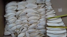 Sepiaschalen  10 KG. 8~19 cm