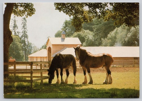 C45546 courage shire - courage, horse