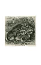 Hase (Lepus vulgaris) Nager