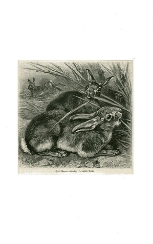 Hase nager - vulgaris),