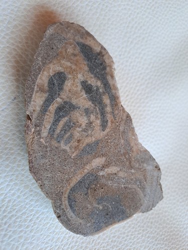 Fossilplatte mit versteinerten