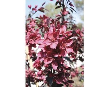 Zierapfel malus royalty - malus, 'royalty'