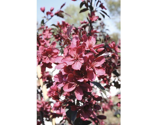 Zierapfel malus royalty - zierapfel, 'royalty'