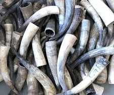 Rinderhorn, Kuhhorn, 30 - 50 cm / Rinderhörner nach Kilopreis / Preis je 1 kg