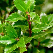 Stechpalme HECKENPRACHT 30-35