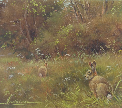 Hasen wald feld - hasen,
