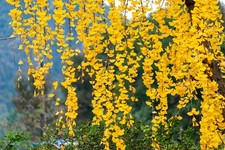 Hängender fächerblattbaum - hängender, /