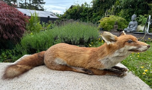 Wunderschöner fuchs rotfuchs - fuchs,