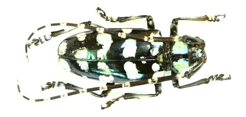 Coleoptera cerambycidae - coleoptera,,