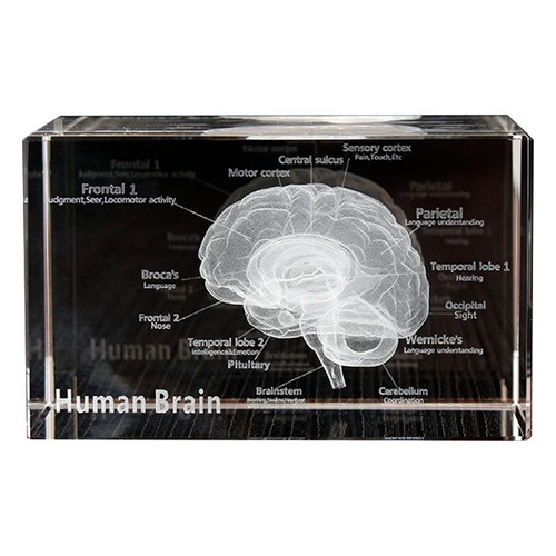 Anatomisches modell würfel - anatomisches,